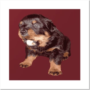 Rottweiler Puppy with Shocked Open Mouth Expression Posters and Art